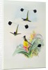 Hummingbird by John & Richter Henry Constantine Gould