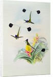 Hummingbird by John & Richter Henry Constantine Gould