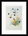 Hummingbird by John & Richter Henry Constantine Gould