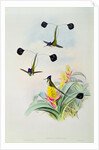 Hummingbird by John & Richter Henry Constantine Gould
