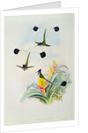 Hummingbird by John & Richter Henry Constantine Gould