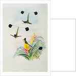 Hummingbird by John & Richter Henry Constantine Gould