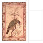 A Barbet Jahangir Period, Mughal, 1615 by Mansur