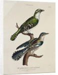 Gilded Cuckoo, Male and Female by English School