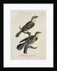 Gilded Cuckoo, Male and Female by English School