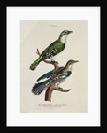 Gilded Cuckoo, Male and Female by English School