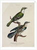 Gilded Cuckoo, Male and Female by English School