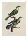 Gilded Cuckoo, Male and Female by English School