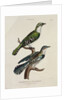 Gilded Cuckoo, Male and Female by English School