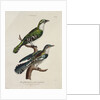 Gilded Cuckoo, Male and Female by English School