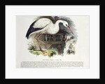 White Stork by English School