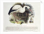 White Stork by English School