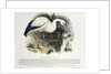 White Stork by English School