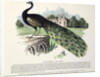 Peacock by English School