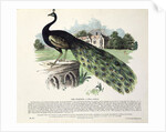 Peacock by English School