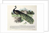 Peacock by English School