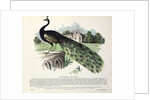 Peacock by English School