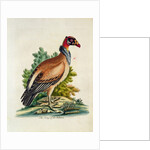 The King of the Vultures by English School