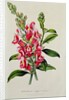 Snapdragon: Antirrhinum magus, in 'Horto Van Houtteano', c.1860 by Anonymous