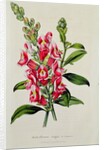 Snapdragon: Antirrhinum magus, in 'Horto Van Houtteano', c.1860 by Anonymous