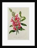 Snapdragon: Antirrhinum magus, in 'Horto Van Houtteano', c.1860 by Anonymous