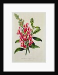 Snapdragon: Antirrhinum magus, in 'Horto Van Houtteano', c.1860 by Anonymous