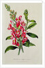 Snapdragon: Antirrhinum magus, in 'Horto Van Houtteano', c.1860 by Anonymous
