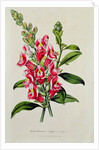 Snapdragon: Antirrhinum magus, in 'Horto Van Houtteano', c.1860 by Anonymous