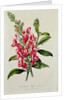 Snapdragon: Antirrhinum magus, in 'Horto Van Houtteano', c.1860 by Anonymous