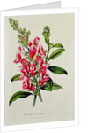 Snapdragon: Antirrhinum magus, in 'Horto Van Houtteano', c.1860 by Anonymous