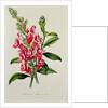 Snapdragon: Antirrhinum magus, in 'Horto Van Houtteano', c.1860 by Anonymous