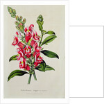 Snapdragon: Antirrhinum magus, in 'Horto Van Houtteano', c.1860 by Anonymous