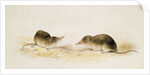 Shrews by Edward Lear
