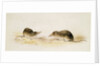 Shrews by Edward Lear