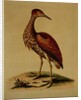 Bittern from Hudson's Bay, 1748 by George Edwards