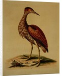 Bittern from Hudson's Bay, 1748 by George Edwards