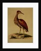 Bittern from Hudson's Bay, 1748 by George Edwards