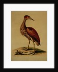 Bittern from Hudson's Bay, 1748 by George Edwards