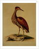 Bittern from Hudson's Bay, 1748 by George Edwards