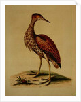 Bittern from Hudson's Bay, 1748 by George Edwards