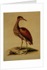 Bittern from Hudson's Bay, 1748 by George Edwards