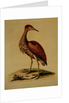 Bittern from Hudson's Bay, 1748 by George Edwards