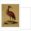 Bittern from Hudson's Bay, 1748 by George Edwards