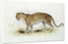 The Leopard by Edward Lear