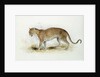 The Leopard by Edward Lear