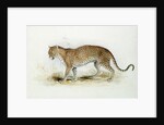 The Leopard by Edward Lear