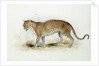 The Leopard by Edward Lear