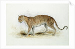 The Leopard by Edward Lear