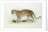 The Leopard by Edward Lear