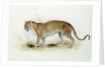 The Leopard by Edward Lear
